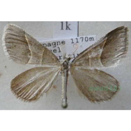 Petrophora convergata (de Villers, 1789) Spain1k